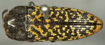 Media type: image;   Entomology 2726 Aspect: habitus dorsal view
